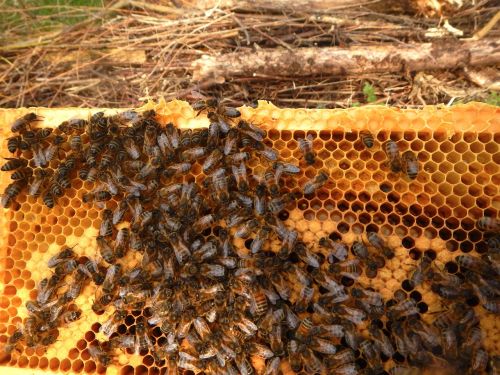 Bitės Langas, Bitininkas, Veisimas, Bičių, Bitės