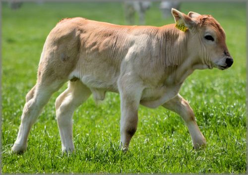 Jauni & Bull,  Bulius,  Karvė,  Ūkis,  Gyvūnas,  Karvės,  Jaunas Bulius 07