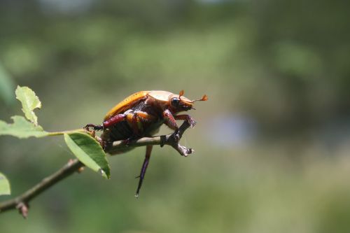 Vabalas, Laukinė Gamta, Klaida, Mažas, Spalvinga, Antenos, Krūtinės Angina, Laukiniai, Entomologija, Lauke, Gyvenimas, Gamta, Bestuburiai, Vienas