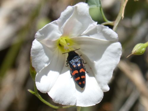 Vabalas, Oranžinė Ir Juoda, Gėlė, Libar, Coleoptera