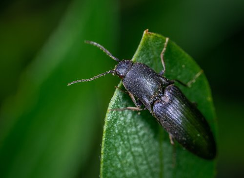Vabaliukas,  Vabzdys,  Coleoptera,  Makro