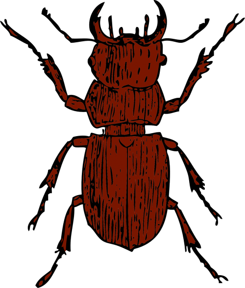 beetle bug insect