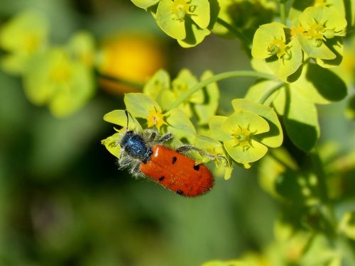 Vabalas Meloideo, Klaidinga Ladybird, Išsamiai, Oranžinė, Gėlė