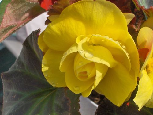 Begonia,  Geltonos Spalvos & Nbsp,  Gėlės,  Begonija (1)