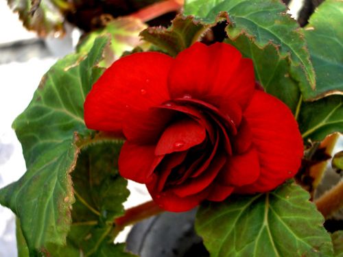 Begonia & Nbsp,  Gėlė,  Raudona,  Begonija (2)