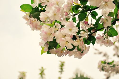 Begonia, Pavasaris, Gėlė