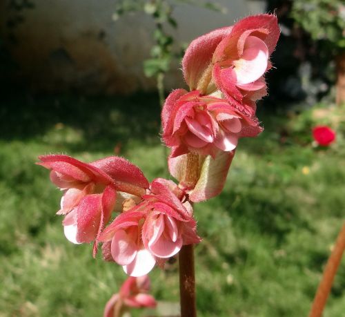 Begonia, Gėlė, Iš Arti, Rožinis, Dharwad, Indija