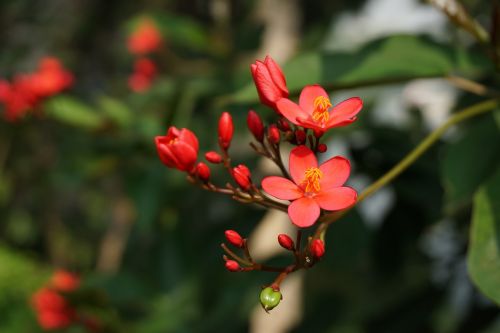 Begonia Gėlė, Parkas, Žydėti