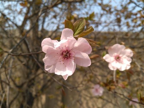 Begonia Gėlė, Vertikalus Šilko Begonijos Pavasaris, 2017 4 D. 4 D ., Malus Halliana Koehne, Rožių Tinklelis, Obuolių Priklauso