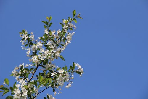 Begonia Gėlė, Mėlynas, Šviežias