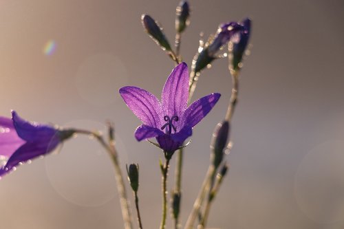 Varpas,  Gėlė,  Žydi,  Gėlės,  Augalų,  Graži Gėlė,  Violetinė Gėlė,  Pobūdį,  Violetinė