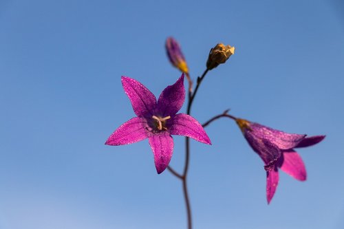 Varpas,  Gėlė,  Dangus,  Žydi,  Graži Gėlė,  Violetinė,  Vasara