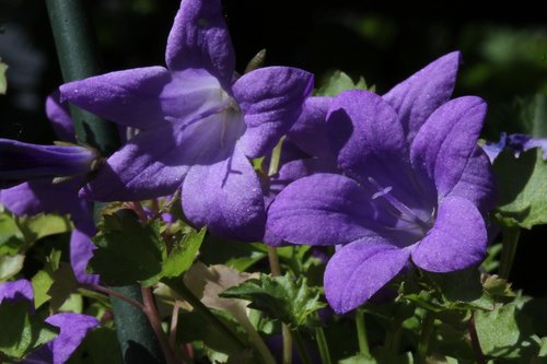Varpelis,  Violetinės Gėlės,  Varpeliai,  Pavasaris