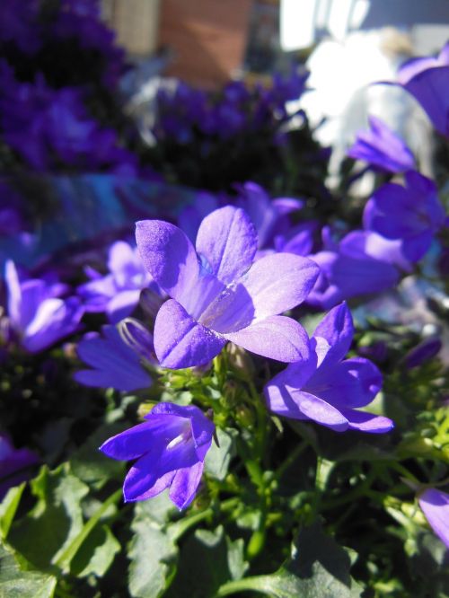 Varpelė, Campanula, Mėlyna Bellflower, Augalai, Pavasario Gėlės, Gėlės, Grakštus, Gražus, Spalvinga, Violetinė, Mėlynas