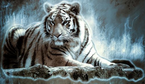 Bengališkas Tigras, Tigras, Didelė Katė, Pavojingas, Plėšrūnas, Katė, Wildcat, Padaras, Sublime, Gyvūnas, Kilnus, Didingas, Žinduolis, Laukinė Gamta, Portretas, Gamta, Kačių, Skaitmeninis Menas, Skaitmeninė Manipuliacija