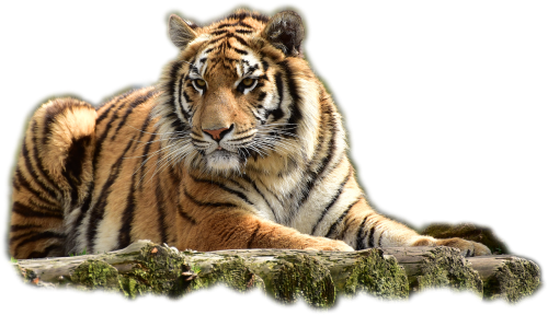 Bengališkas Tigras,  Tigras,  Didelė Katė,  Pavojingas,  Plėšrūnas,  Katė,  Wildcat,  Padaras,  Sublime,  Gyvūnas,  Kilnus,  Didingas