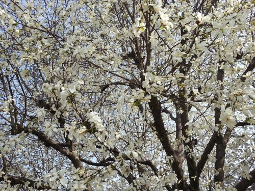 Beoc Gėlės, Mediena, Pavasario Medis
