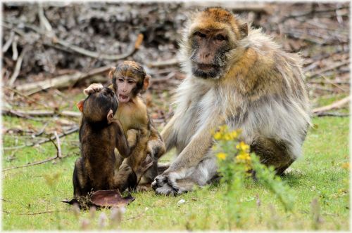 Barbarai & Nbsp,  Makakos,  Beždžionė,  Kūdikis & Nbsp,  Beždžionė,  Gyvūnas,  Zoologijos Sodas,  Barbary Macaque 5