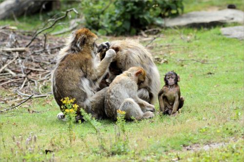 Ape,  Beždžionė,  Berberis,  Berberio Beždžionės