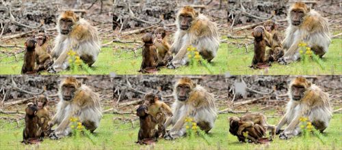 Koliažas,  Berberis,  Beždžionė,  Ape,  Serijos,  Laukinė Gamta,  Berberio Beždžionė 3