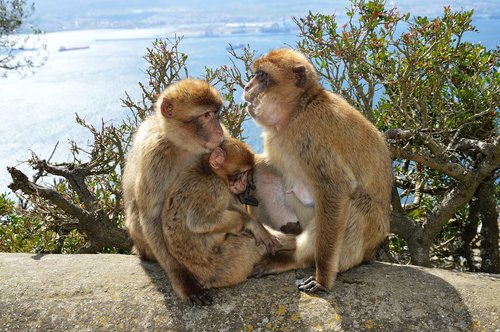 Berber Beždžionės,  Beždžionė Roko,  Gibraltaras
