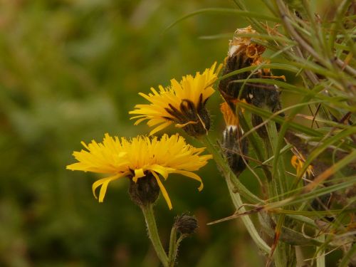 Bergas Hawksbeard, Crepis Bocconii, Hawksbeard, Crepis, Alpių Gėlė, Žiedas, Žydėti, Geltona, Flora