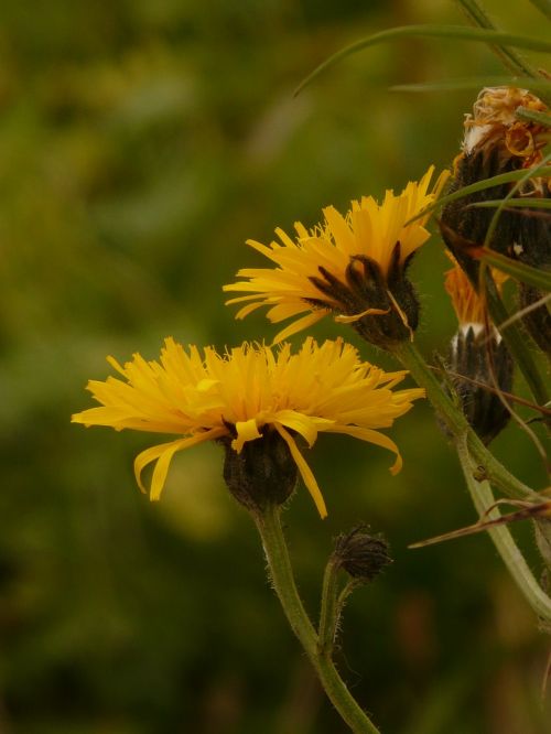 Bergas Hawksbeard, Crepis Bocconii, Hawksbeard, Crepis, Alpių Gėlė, Žiedas, Žydėti, Geltona, Flora