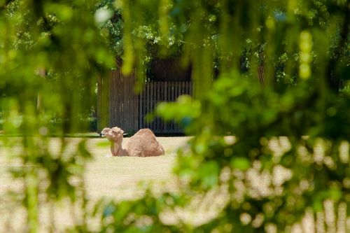 Berlynas, Zoologijos Sodas, Kupranugarių Pieva