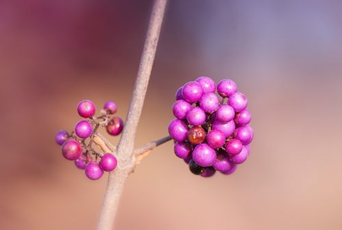 Uogos, Violetinė, Gamta, Augalas, Violetinė