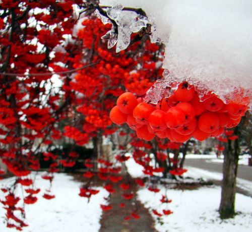 Raudona,  Uogos,  Uogos Sniege