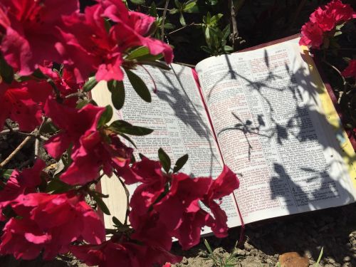 Biblija, Gėlės, Azalijos