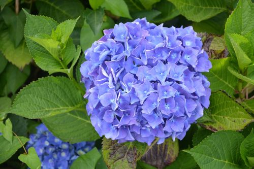 Didelė Mėlyna Gėlė, Hortenzija, Gamta, Botanika, Žiedlapiai, Žalias