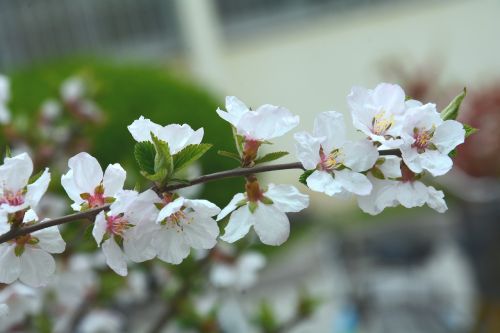 Didelės Lapinės Sausosios Vyšnios, Gėlė, Pavasaris