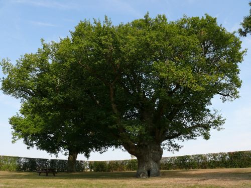 Didelis Ąžuolas, Medis, Vasara