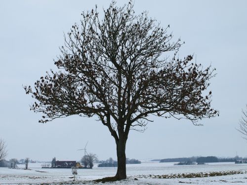 Didelis Medis, Medis, Žiema, Sniegas, Lauke, Gruodžio Mėn ., Šventė, Balta, Mėlynas Dangus, Šaltis, Gamta, Natūralus, Filialai, Denmark