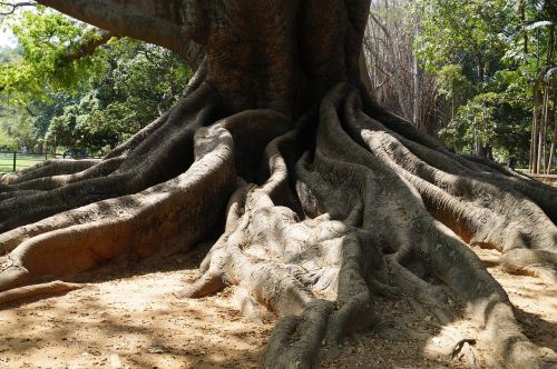 Didelis Medis, 200 Metų, Senovės, Bangalore