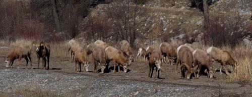 Bambuko Avys, Gyvūnai, Bandas