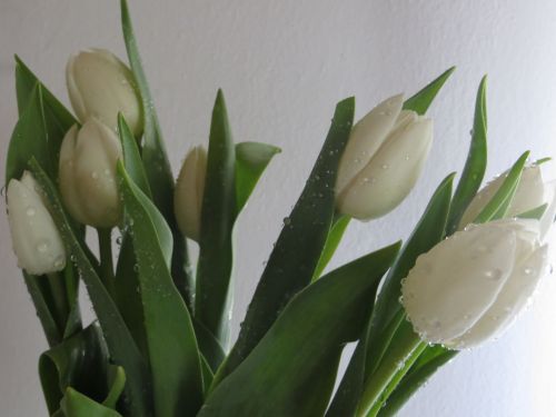 Pavasaris & Nbsp,  Gėlės,  Tulpės,  Balti Tulpės