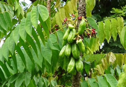 Bilimbi, Vaisiai, Gėlė, Averroha Bilimbi, Agurkų Medis, Medžių Rūgštynė, Medis, Averėja, Oxalidaceae, Flora, Rūgštus, Valgomieji, Krūva, Lapai, Kabantis, Dharwad, Indija