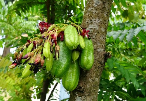 Bilimbi, Vaisiai, Gėlė, Averroha Bilimbi, Agurkų Medis, Medžių Rūgštynė, Medis, Averėja, Oxalidaceae, Flora, Rūgštus, Valgomieji, Krūva, Lapai, Kabantis, Dharwad, Indija