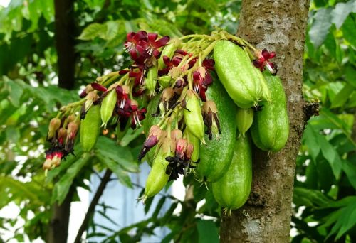 Bilimbi, Vaisiai, Gėlė, Averroha Bilimbi, Agurkų Medis, Medžių Rūgštynė, Medis, Averėja, Oxalidaceae, Flora, Rūgštus, Valgomieji, Krūva, Lapai, Kabantis, Dharwad, Indija