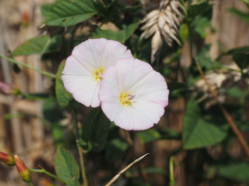 Juostos, Gėlė, Žiedas, Žydėti, Rožinis, Balta, Convolvulus Arvensis, Vėjo Šiltnamio Efektas, Convolvulaceae, Velnio Žarnynas, Lauko Vėjai, Motinos Stiklas, Piltuvėlis Gėlė