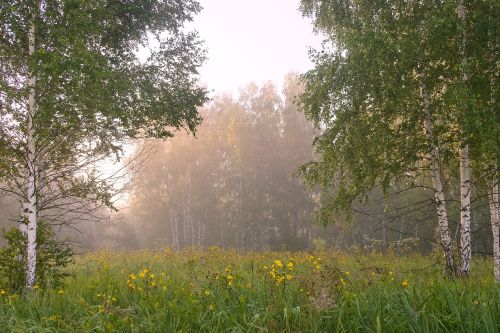 Beržas, Vasara, Balta, Miškas, Žalias, Giraitė, Medis, Lapija, Kraštovaizdis, Gamta, Saulės Šviesa, Grožis, Spalva, Fonas, Gražus, Augalas, Lapai, Sezonas, Diena, Žolė, Parkas, Trečiadienis, Šviežumas, Scena, Filialas, Stiebas, Sodrus, Bagažinė, Žievė, Ryte, Saulėtas, Natūralus, Šviesa, Spalvinga, Lauke