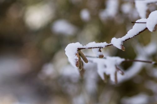 Beržas, Bokeh, Gamta, Medis, Sezonas, Žiema, Augalas