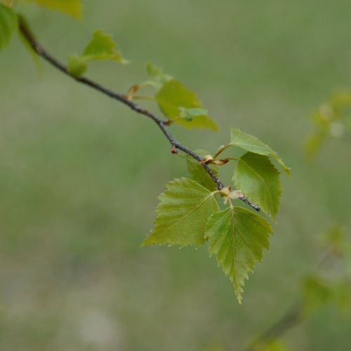 Beržas, Lapuočių Medis, Beržo Lapas, Pavasaris, Betula