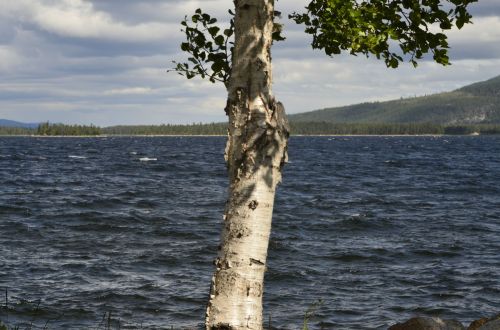 Beržas, Vanduo, Arjeplog