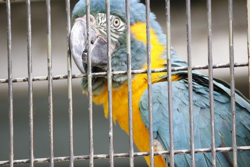 Paukštis, Zoologijos Sodas, Parakeet, Japanese