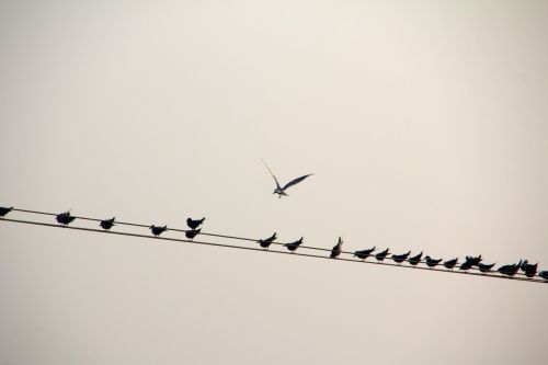 Paukštis, Linija, Paukščiai, Jėgos Linija
