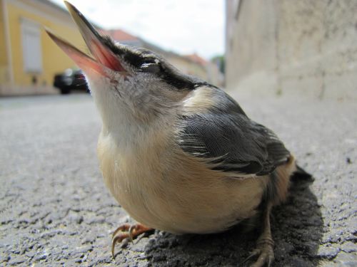 Paukštis, Makro, Gatvė, Nuthatch