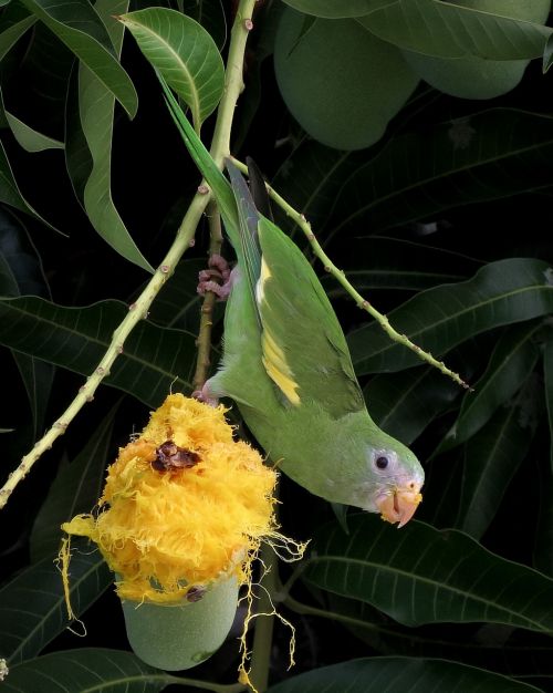 Paukštis, Parakeet, Mango, Tropinis, Brazilija, Laukinis Gyvenimas
